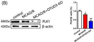Fig.5.B showing Western Blotting from the publication: The deubiquitinase OTUD3 plays a neuroprotective role by reducing ferroptosis induced by cerebral ischaemia reperfusion via stabilizing PLK1 via deubiquitination.