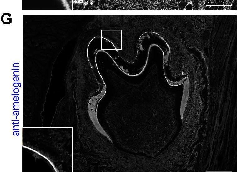 Fig.2.G showing Immunohistochemistry-immunofluorescence in a Mus musculus (House mouse) sample from the publication: The Evolutionary Young Actin Nucleator Cobl Is Important for Proper Amelogenesis.