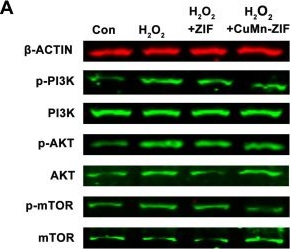 Fig.6.A showing Western Blotting from the publication: Bimetallic Copper-Manganese Zeolitic Imidazolate Framework Nanozyme Scavenges Reactive Oxygen Species to Alleviate Osteoarthritis via Phosphoinositide 3-Kinase/Mammalian Target of Rapamycin Axis and Autophagic Flux Restoration.
