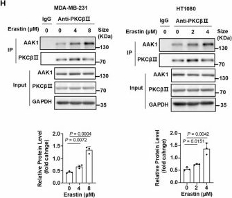 Fig.2.H showing Western Blotting from the publication: AAK1 activation-mediated iron trafficking drives ferroptotic cell death.