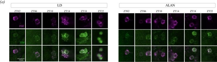 Fig.2.A showing Immunocytochemistry-immunofluorescence in a Drosophila melanogaster (Fruit fly) sample from the publication: Sexually dimorphic and clock gene-specific effects of artificial light at night on Drosophila behavioural rhythms.