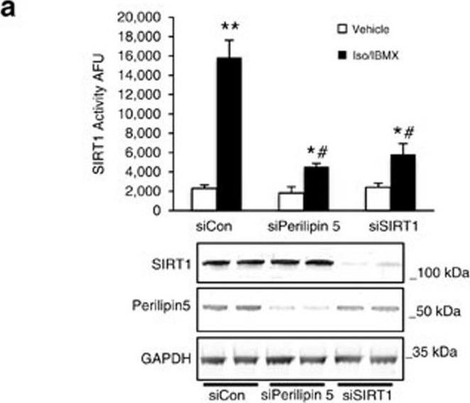 Nuclear Perilipin 5 integrates lipid droplet lipolysis with PGC-1α/SIRT1-dependent transcriptional regulation of mitochondrial function.