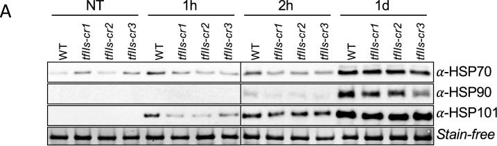 Fig.3.A showing Western Blotting in a Hordeum vulgare (Barley) sample from the publication: TFIIS is required for reproductive development and thermal adaptation in barley.