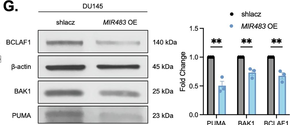 Fig.5.G showing Western Blotting in a Homo sapiens (Human) sample from the publication: A microRNA CRISPR screen reveals microRNA-483-3p as an apoptotic regulator in prostate cancer cells.