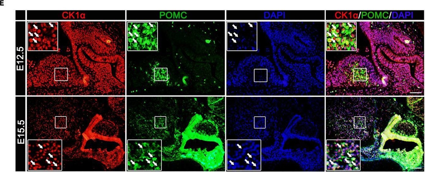 Fig.1.E showing Immunohistochemistry-immunofluorescence in a Mus musculus (House mouse) sample from the publication: Casein kinase 1α is required to maintain murine hypothalamic pro-opiomelanocortin expression.