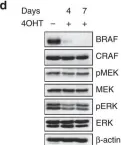 Fig.3.D showing Western Blotting from the publication: RAF proteins exert both specific and compensatory functions during tumour progression of NRAS-driven melanoma.