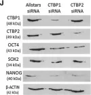 Fig.4.J showing Western Blotting from the publication: Glycolysis Regulates Human Embryonic Stem Cell Self-Renewal under Hypoxia through HIF-2α and the Glycolytic Sensors CTBPs.
