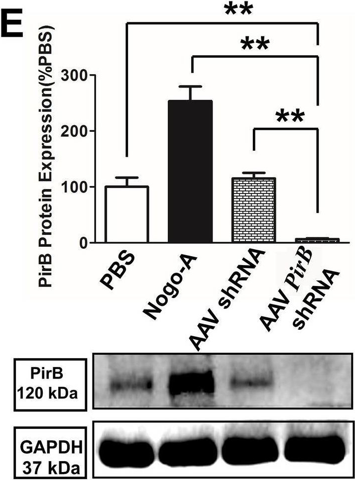Fig.2.E showing Western Blotting in a Rattus norvegicus (Rat) sample from the publication: Axon regeneration after optic nerve injury in rats can be improved via PirB knockdown in the retina.