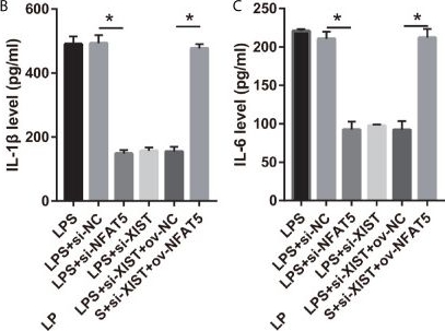 Fig.7.B showing Enzyme-linked immunosorbent assay from the publication: Long Noncoding RNA X-Inactive-Specific Transcript Promotes the Secretion of Inflammatory Cytokines in LPS Stimulated Astrocyte Cell Via Sponging miR-29c-3p and Regulating Nuclear Factor of Activated T cell 5 Expression.