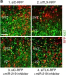 Fig.4.A showing Immunohistochemistry-immunofluorescence in a Mus musculus (House mouse) sample from the publication: The TLX-miR-219 cascade regulates neural stem cell proliferation in neurodevelopment and schizophrenia iPSC model.