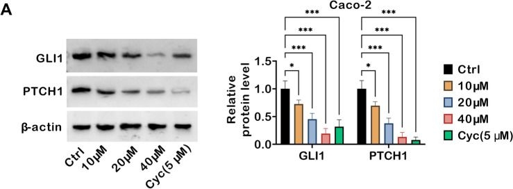 Fig.5.A showing Western Blotting in a Homo sapiens (Human) sample from the publication: TRV130 inhibits colon cancer progression via suppressing the Hedgehog signaling pathway: in vitro and in vivo evidence.
