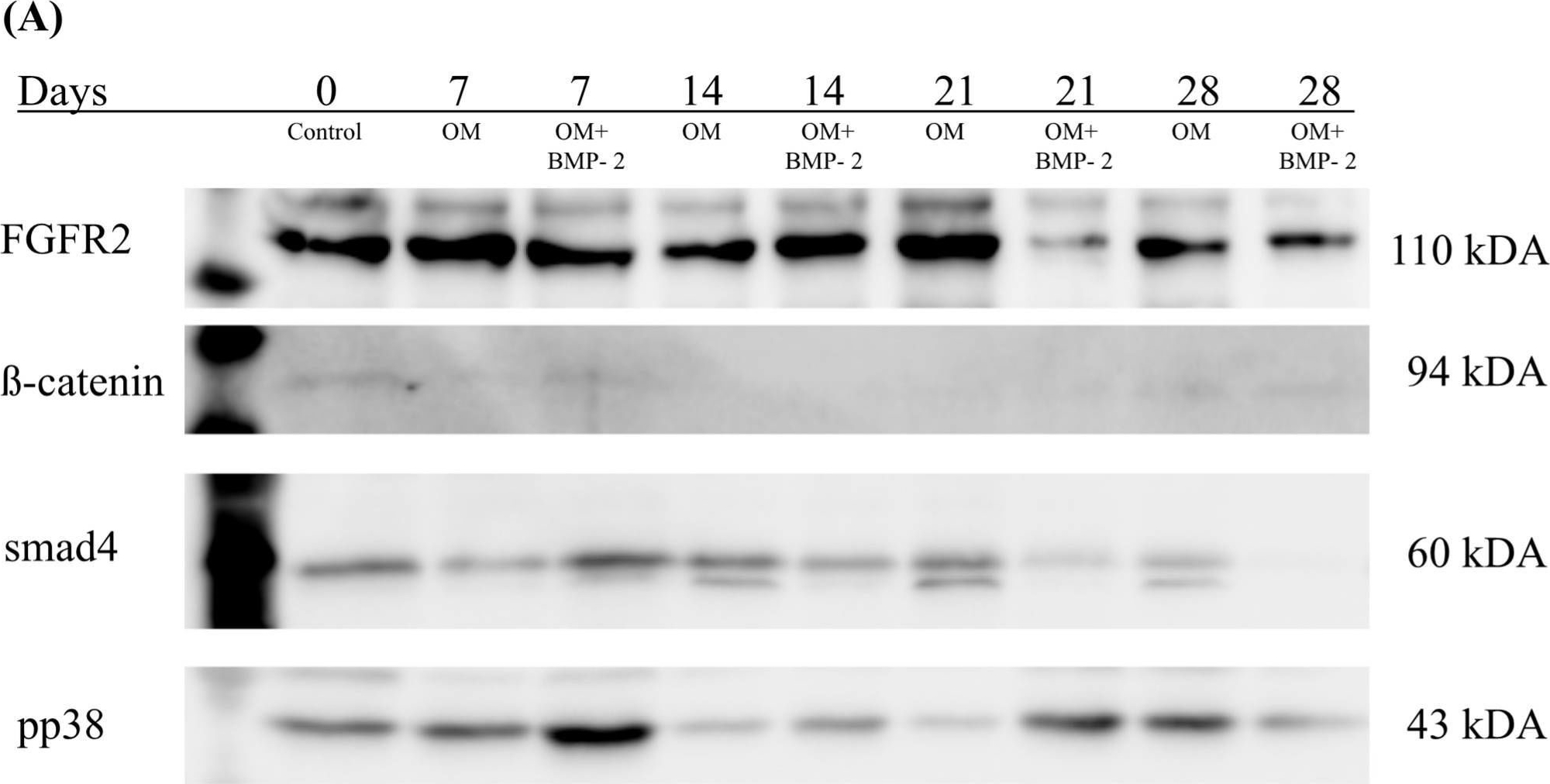 Fig.7.A showing Western Blotting from the publication: BMP-2-Driven Osteogenesis: A Comparative Analysis of Porcine BMSCs and ASCs and the Role of TGF-β and FGF Signaling.