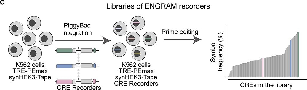 Fig.2.C from the publication: Multichannel genomic recording of biological information with ENGRAM.