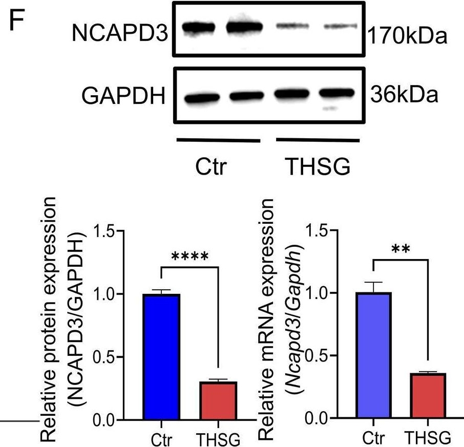 Fig.4.F showing Western Blotting from the publication: NCAPD3-mediated ferroptosis of 2,3,5,4'-Tetrahydroxystilbene-2-O-β-D-glucoside inhibits proliferation in T47D cells.
