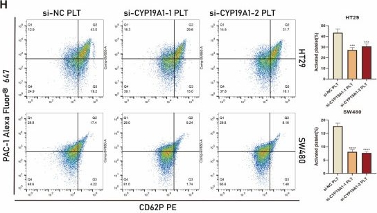 Fig.7.H showing Flow cytometry/Cell sorting from the publication: Comprehensive Analysis of a Platelet- and Coagulation-Related Prognostic Gene Signature Identifies CYP19A1 as a Key Tumorigenic Driver of Colorectal Cancer.