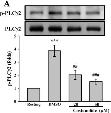 Fig.4.A showing Western Blotting from the publication: Costunolide, a Sesquiterpene Lactone, Protects Against Platelet Activation and Thrombus Formation.