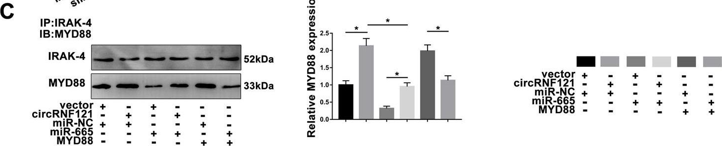 Fig.6.C showing Western Blotting in a Homo sapiens (Human) sample from the publication: LEF1 mediates osteoarthritis progression through circRNF121/miR-665/MYD88 axis via NF-кB signaling pathway.