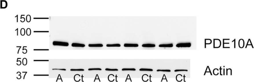 Fig.4.D showing Western Blotting in a Rattus norvegicus (Rat) sample from the publication: Differential changes in amygdala and frontal cortex Pde10a expression during acute and protracted withdrawal.