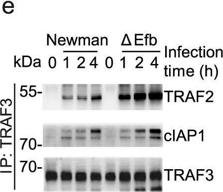 Fig.4.E showing Western Blotting in an Oryctolagus cuniculus (Rabbit) sample from the publication: Extracellular fibrinogen-binding protein released by intracellular Staphylococcus aureus suppresses host immunity by targeting TRAF3.