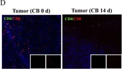 Fig.1.D showing Immunohistochemistry-immunofluorescence from the publication: T lymphocytes derived from human cord blood provide effective antitumor immunotherapy against a human tumor.