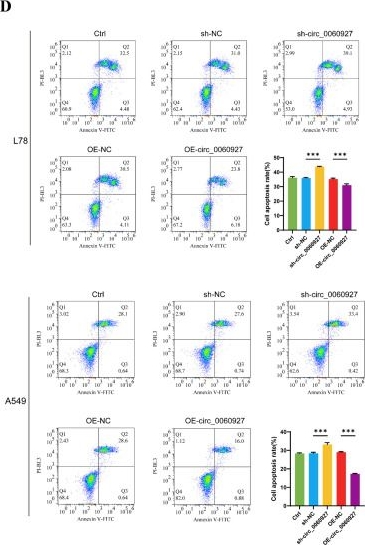 Fig.2.D showing Flow cytometry/Cell sorting in a Homo sapiens (Human) sample from the publication: Circ_0060927 regulates miR-331-3p/ERK/MAPK pathway reaction in non-small cell lung cancer through METTL14-driven methylation.