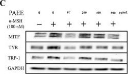 Fig.4.C showing Western Blotting in a Bos taurus (Bovine) sample from the publication: Ethanolic Extract of Padina arborescens Suppresses Melanogenesis and Attenuates UVB-Induced Photodamage in Cellular and Zebrafish Models.