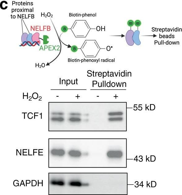 Fig.6.C showing Western Blotting in a Mus musculus (House mouse) sample from the publication: RNA polymerase II pausing factor NELF in CD8+ T cells promotes antitumor immunity.