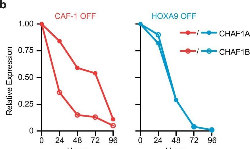Fig.2.B showing Flow cytometry/Cell sorting in a Mus musculus (House mouse) sample from the publication: Regulation of chromatin accessibility by the histone chaperone CAF-1 sustains lineage fidelity.