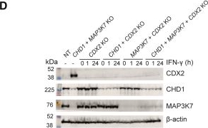 Fig.3.D showing Western Blotting in a Homo sapiens (Human) sample from the publication: CRISPR screens in the context of immune selection identify CHD1 and MAP3K7 as mediators of cancer immunotherapy resistance.