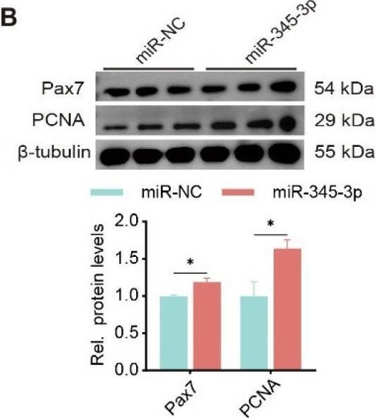 Fig.4.B showing Western Blotting from the publication: CircEPDR1 regulates proliferation and differentiation of goat skeletal muscle satellite cells through miR-345-3p/Akirin1 axis.