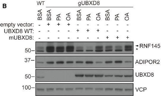 Fig.3.B showing Western Blotting from the publication: Regulation of membrane fluidity by RNF145-triggered degradation of the lipid hydrolase ADIPOR2.