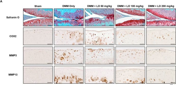 MMP13 antibodies - Antibody search engine - CiteAb