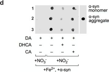 Fig.4.D from the publication: Mechanistic Insight into Intestinal α-Synuclein Aggregation in Parkinson's Disease Using a Laser-Printed Electrochemical Sensor.