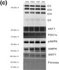 Fig.4.C showing Western Blotting in a Mus musculus (House mouse) sample from the publication: Dietary nitrate and resveratrol co-supplementation prevent HFD-mediated impairments in carotid blood flow and behavioral parameters in male mice.
