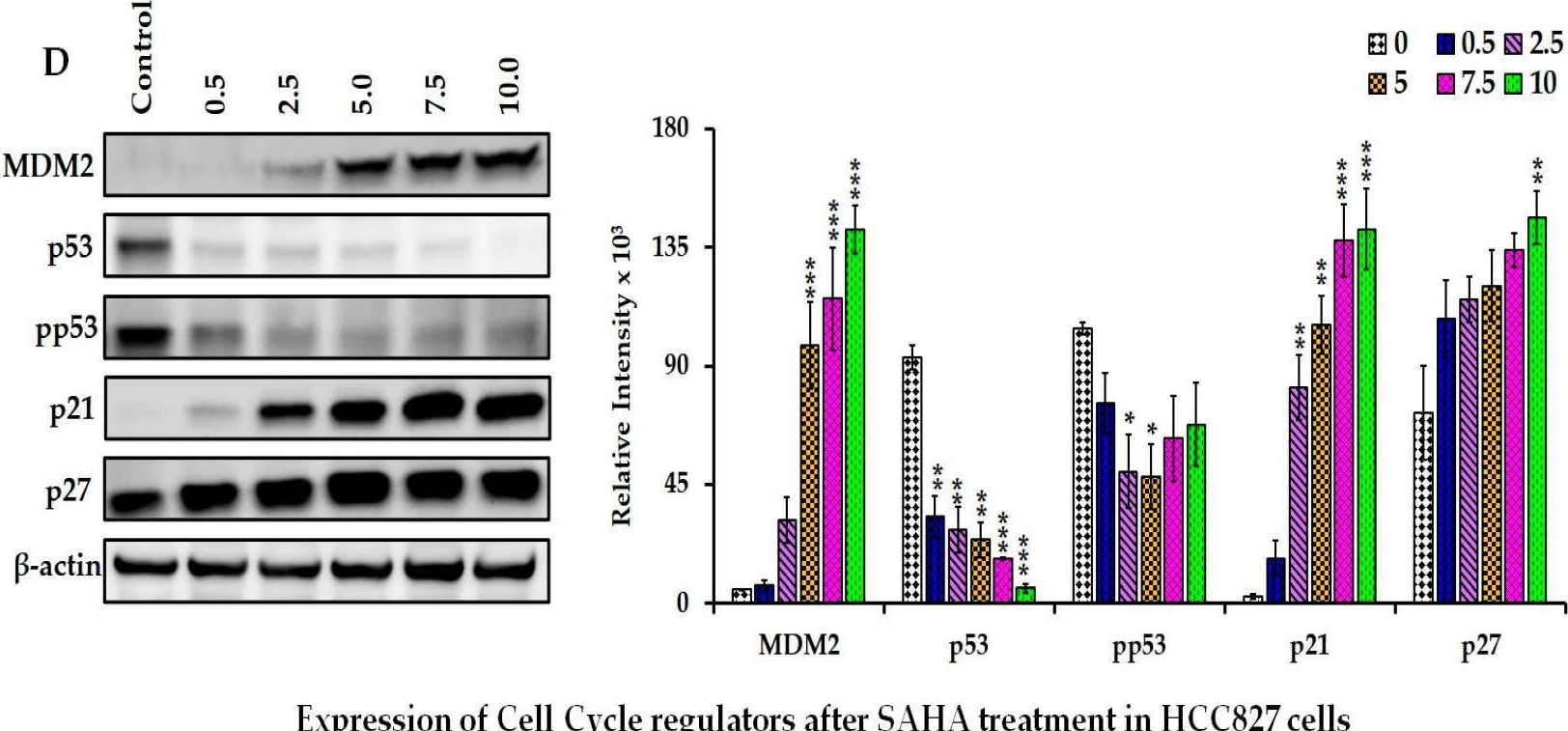 Fig.3.D showing Western Blotting in a Homo sapiens (Human) sample from the publication: Regulation of PD-L1 Expression by SAHA-Mediated Histone Deacetylase Inhibition in Lung Cancer Cells.