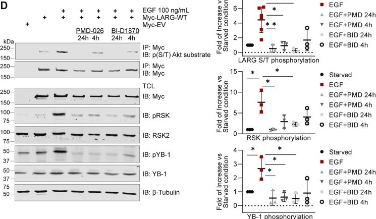 Fig.1.D showing Western Blotting in an Oryctolagus cuniculus (Rabbit) sample from the publication: Phosphorylation at S1288 of leukemia associated RhoGEF (LARG/ARHGEF12) induces plasma membrane localization and promotes binding and activation of RhoA.