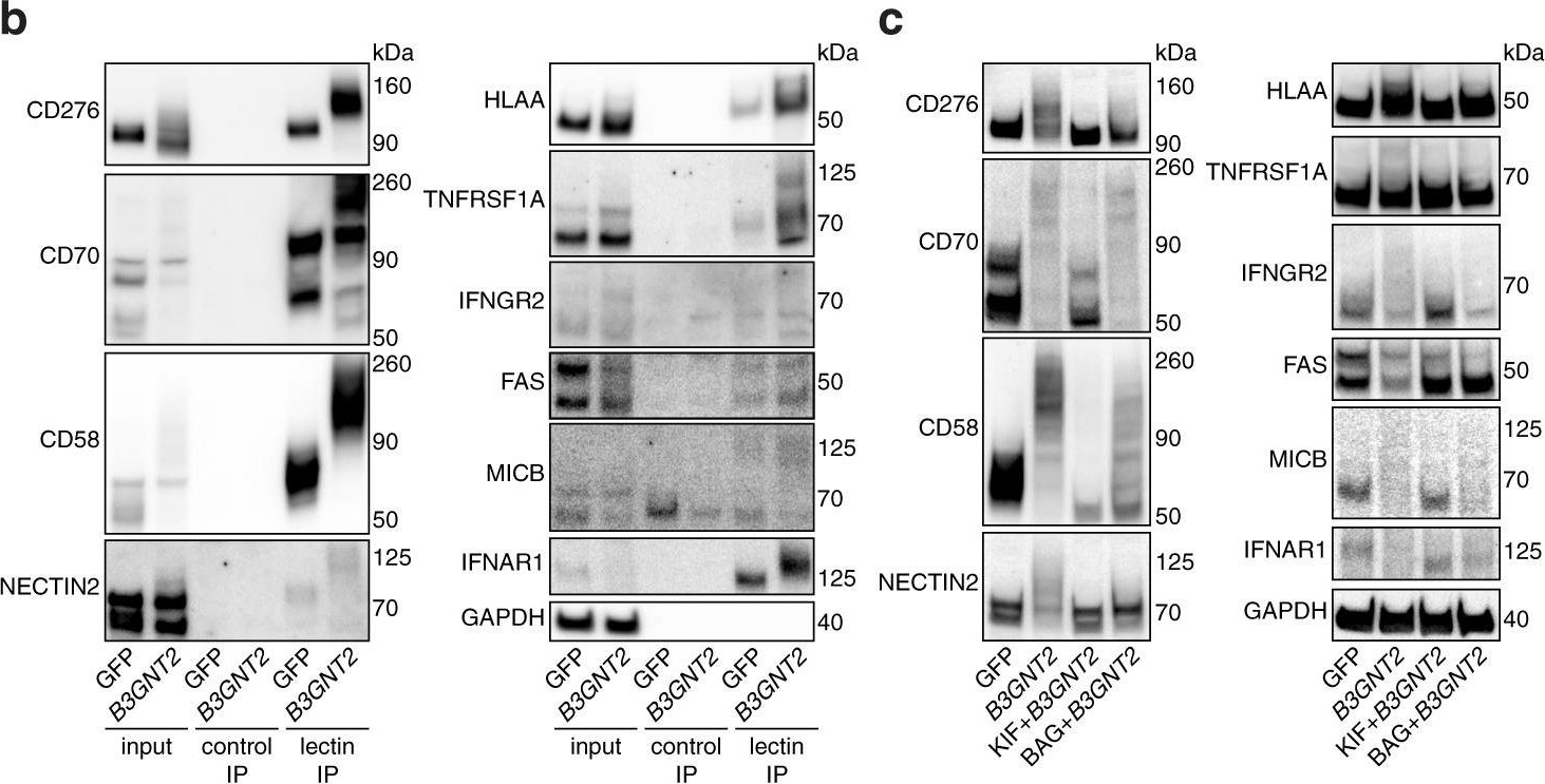 Fig.4.B showing Western Blotting in a Homo sapiens (Human) sample from the publication: CRISPR activation screen identifies BCL-2 proteins and B3GNT2 as drivers of cancer resistance to T cell-mediated cytotoxicity.