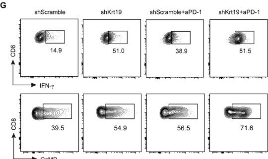 Fig.9.G showing Flow cytometry/Cell sorting in a Mus musculus (House mouse) sample from the publication: Lactylation-driven KRT19 promotes non-small cell lung cancer progression by suppressing cellular senescence.