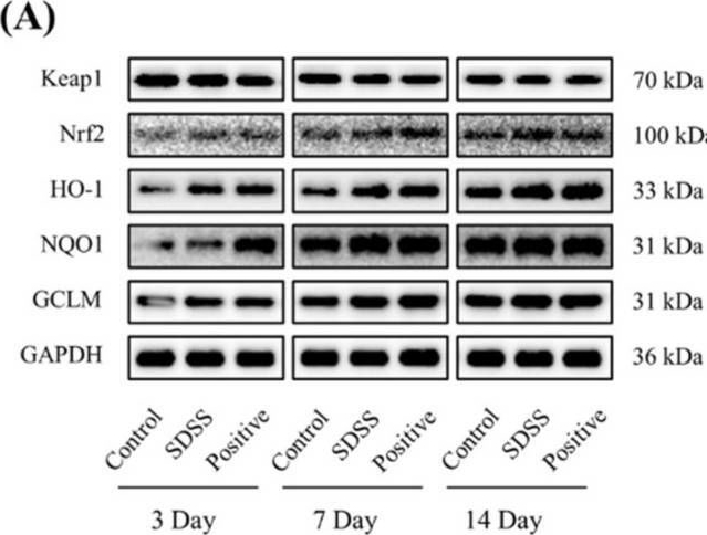 Fig.6.A showing Western Blotting in a Homo sapiens (Human) sample from the publication: Sodium Danshensu Cream Promotes the Healing of Pressure Ulcers in Mice through the Nrf2/HO-1 and NF-κB Pathways.