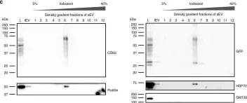 Fig.2.C showing Western Blotting from the publication: A live cell reporter of exosome secretion and uptake reveals pathfinding behavior of migrating cells.