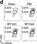 Fig.5.D showing Flow cytometry/Cell sorting in a Mus musculus (House mouse) sample from the publication: Vγ1 and Vγ4 gamma-delta T cells play opposing roles in the immunopathology of traumatic brain injury in males.