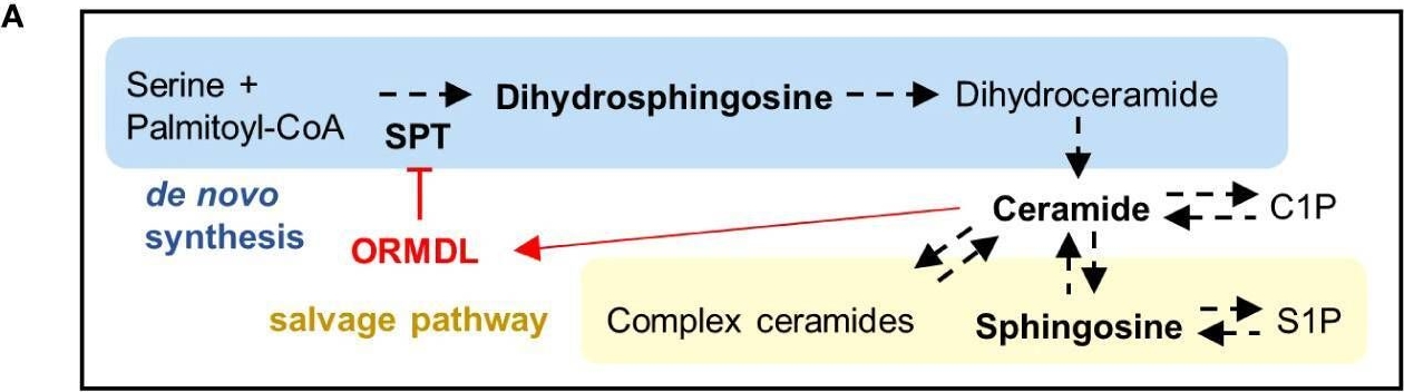 Fig.6.A from the publication: Simultaneous deletion of ORMDL1 and ORMDL3 proteins disrupts immune cell homeostasis.