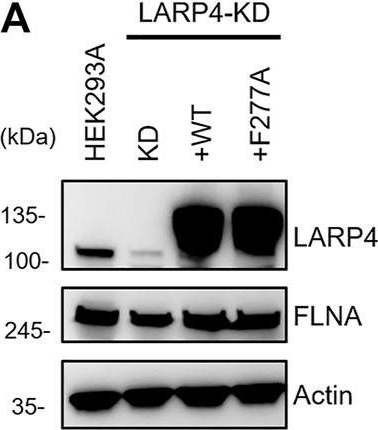Fig.8.A showing Western Blotting from the publication: Interaction of LARP4 to filamin A mechanosensing domain regulates cell migrations.