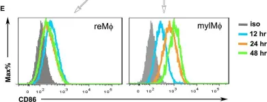 Fig.1.E showing Flow cytometry/Cell sorting from the publication: Abrogation of Endogenous Glycolipid Antigen Presentation on Myelin-Laden Macrophages by D-Sphingosine Ameliorates the Pathogenesis of Experimental Autoimmune Encephalomyelitis.