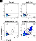 Fig.4.F showing Flow cytometry/Cell sorting in a Mus musculus (House mouse) sample from the publication: Lymph node targeted multi-epitope subunit vaccine promotes effective immunity to EBV in HLA-expressing mice.