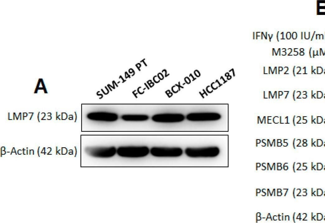 Fig.2.A showing Western Blotting from the publication: LMP7-Specific Inhibitor M3258 Modulates the Tumor Microenvironment of Triple-Negative Breast Cancer and Inflammatory Breast Cancer.