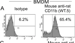 Fig.1.A showing Flow cytometry/Cell sorting from the publication: Mucosal immunization with live attenuated Francisella novicida U112ΔiglB protects against pulmonary F. tularensis SCHU S4 in the Fischer 344 rat model.