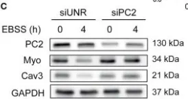 Fig.2.C showing Western Blotting in a Mus musculus (House mouse) sample from the publication: Polycystin-2 Is Required for Starvation- and Rapamycin-Induced Atrophy in Myotubes.