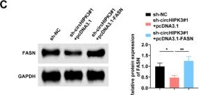 Fig.7.C showing Western Blotting from the publication: CircHIPK3's dual role in promoting angiogenesis and inhibiting apoptosis through FASN mRNA stabilization in gallbladder cancer.