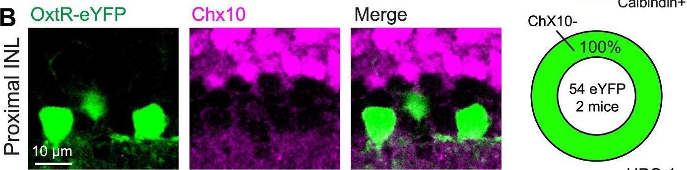 Fig.2.B showing Immunohistochemistry-immunofluorescence in a Homo sapiens (Human) sample from the publication: Activation of oxytocin receptors in mouse GABAergic amacrine cells modulates retinal dopaminergic signaling.